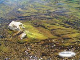 streamwithflowingalgae.19159ee99722392be22d021cd3a31cde194